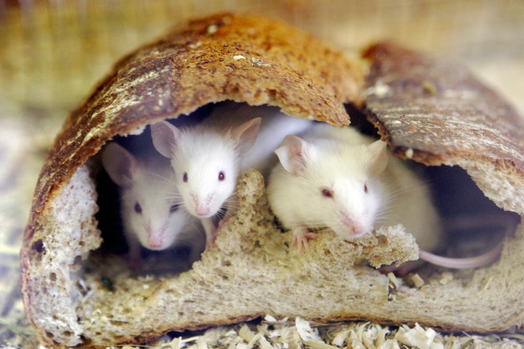scientists-reverse-ageing-in-elderly-mice-by-rejuvenating-their-tissues