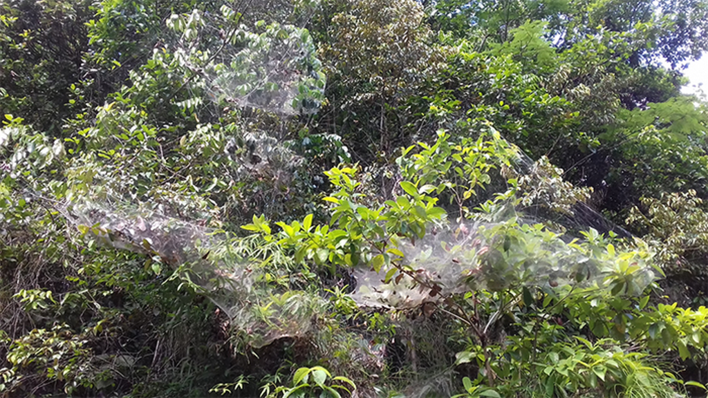 scientists-decode-how-some-spiders-team-up-to-hunt-in-packs-of-hundreds