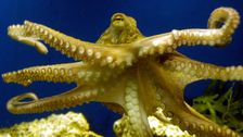 octopus-ancestors-lived-before-era-of-dinosaurs:-study