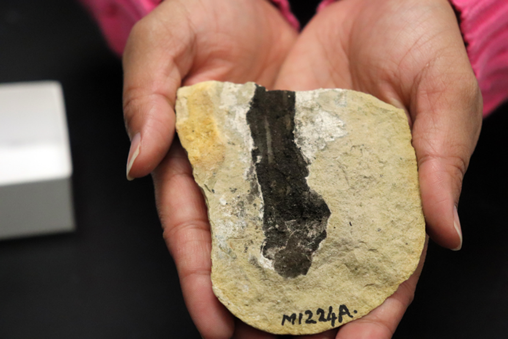 past-climate-change-may-have-played-vital-role-in-preserving-ocean-fossils,-study-says