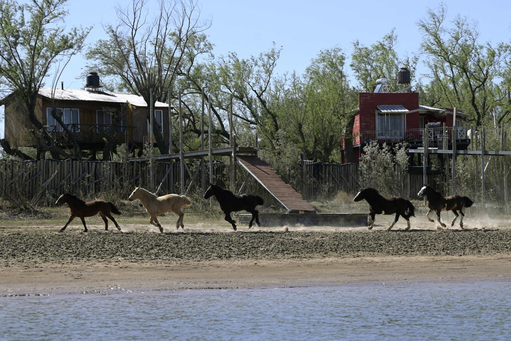 animals-evolved-ability-to-gallop-even-before-they-emerged-on-land,-study-suggests