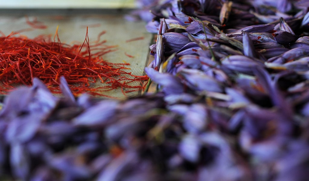 saffron-was-first-domesticated-in-bronze-age-greece,-ancient-art-and-genetics-suggest