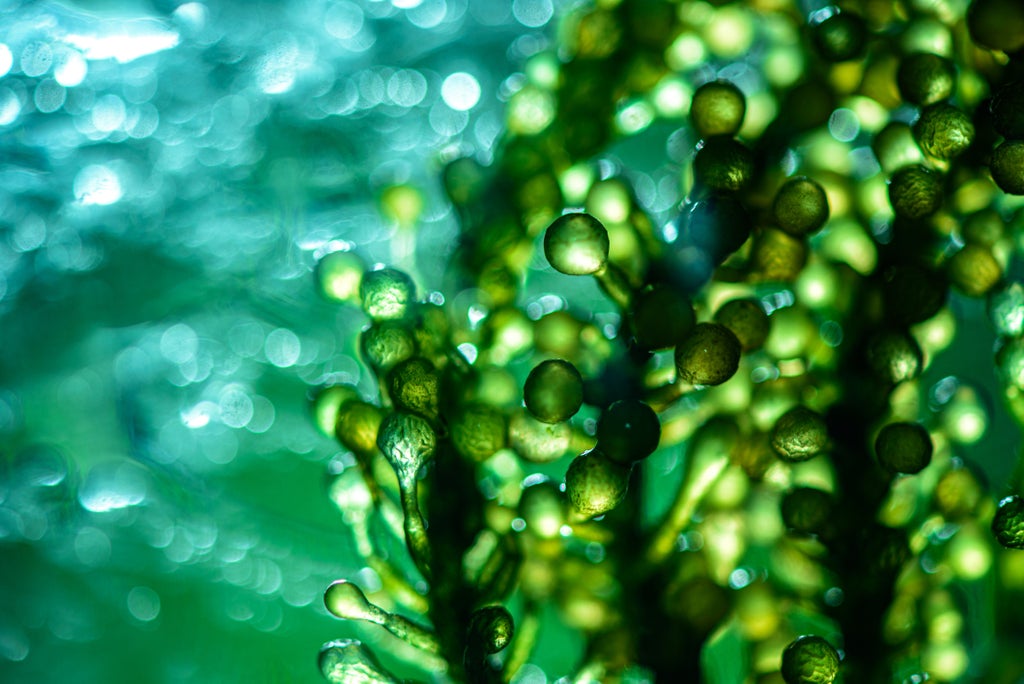 can-microalgae-hasten-the-end-to-our-reliance-on-oil?