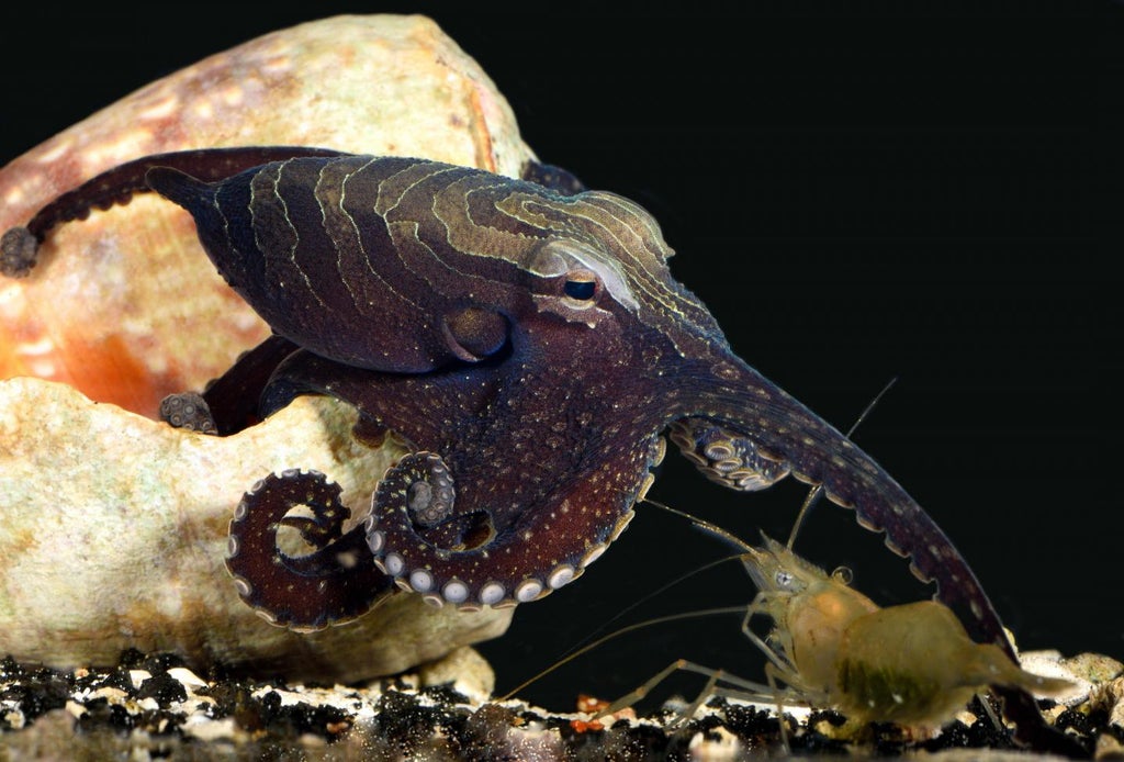 octopuses-are-increasingly-using-garbage-in-the-ocean-floor-for-shelter,-study-finds