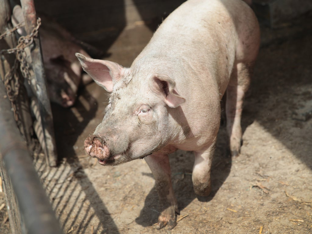 pig-noises-reveal-their-emotions-as-scientists-study-7,000-sounds-across-life-span-of-411-swine