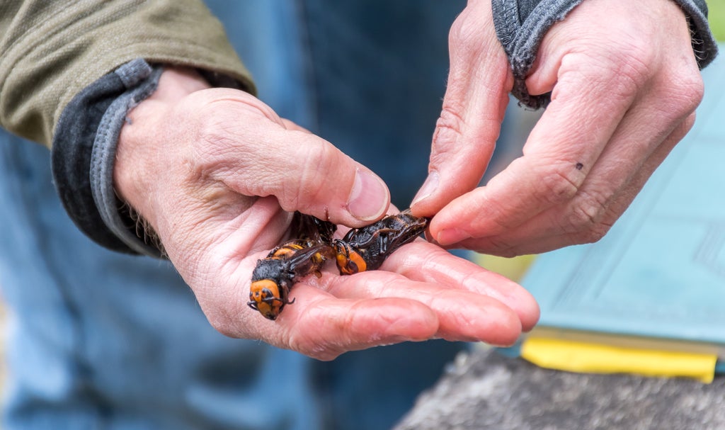 sex-pheromone-traps-could-stop-spread-of-‘murder-hornets’,-say-researchers