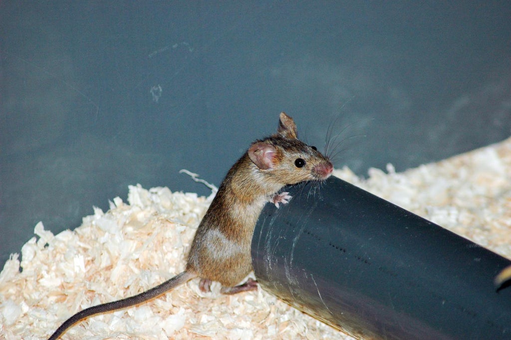 mice-can-recognise-3d-objects-from-memory-of-their-2d-photos,-study-suggests