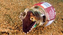deep-sea-octopuses-are-making-shelters-out-of-human-trash