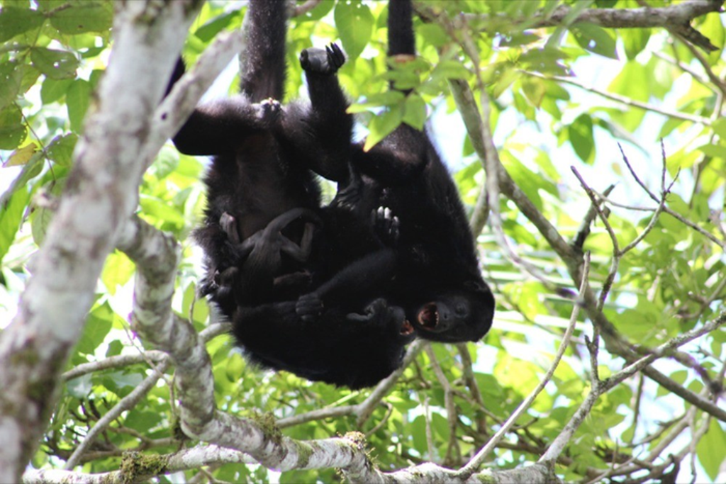 howler-monkeys-play-to-avoid-conflict-and-reduce-group-tension,-study-finds