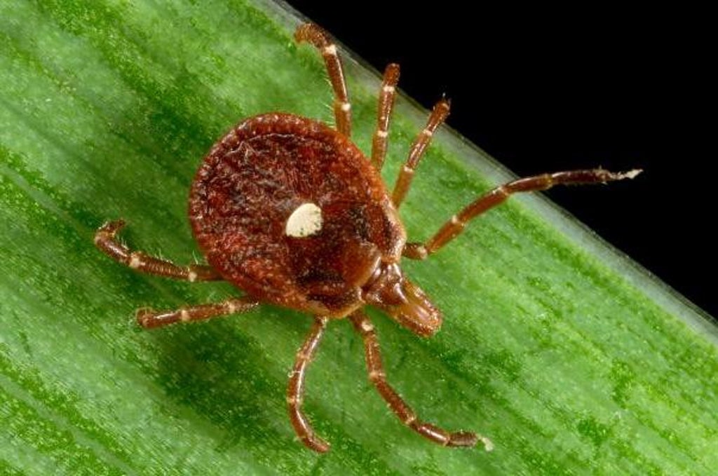 ticks-carrying-mysterious-but-potentially-deadly-virus-now-found-in-6-us-states,-study-says