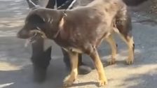 dog-is-dumped-at-north-carolina-shelter-because-owners-said-it-might-be-gay