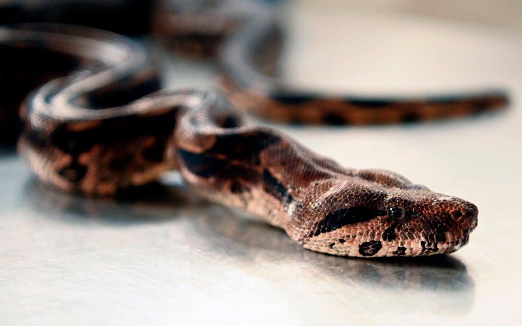 scientists-reveal-how-boa-constrictors-breathe-while-squeezing-the-life-out-of-their-prey