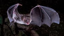 scientists-figure-out-how-vampire-bats-got-a-taste-for-blood