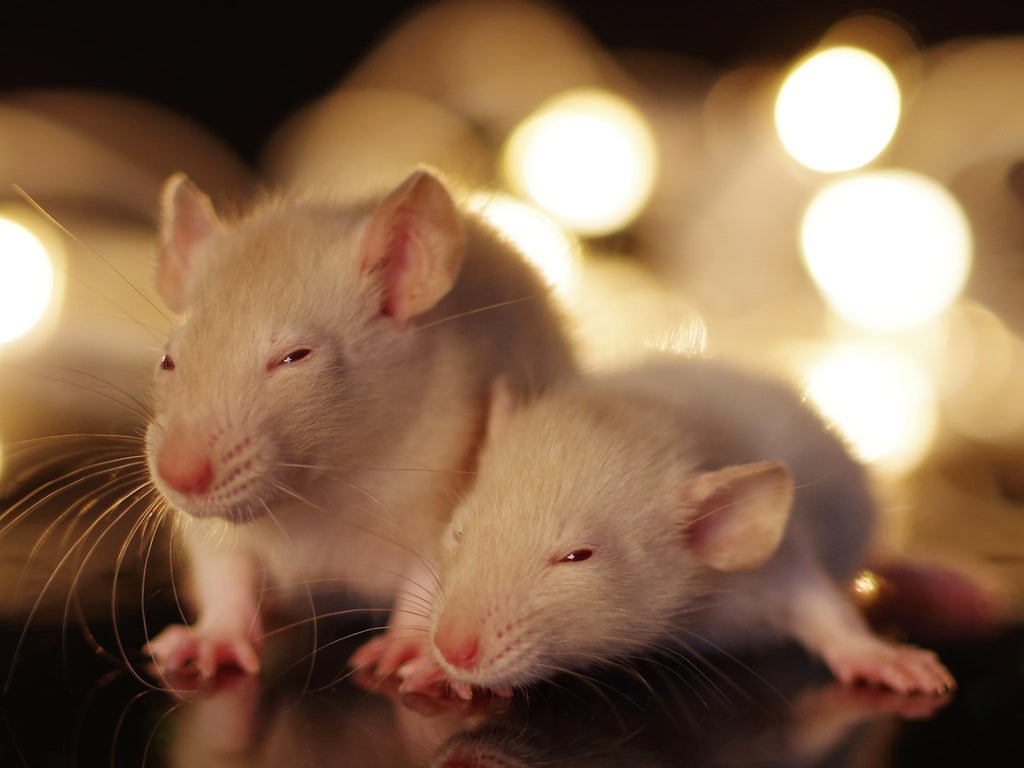 pancreatic-cancer-treated-in-mice-by-loading-tumour-cells-with-tetanus