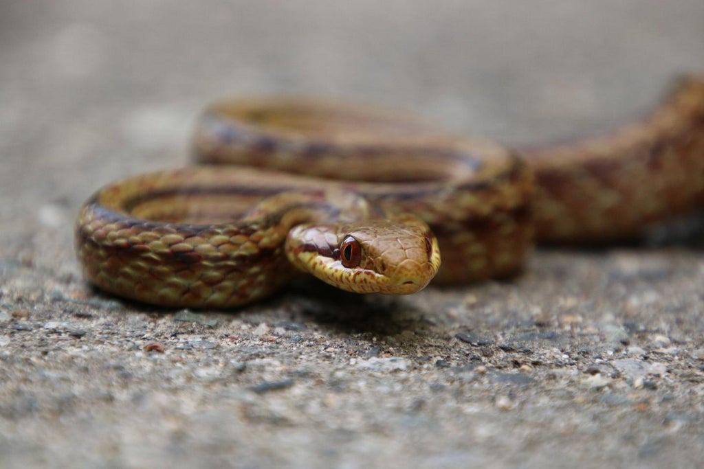 armless-fossils-of-tiny-animal-reveal-how-snakes-may-have-lost-their-limbs