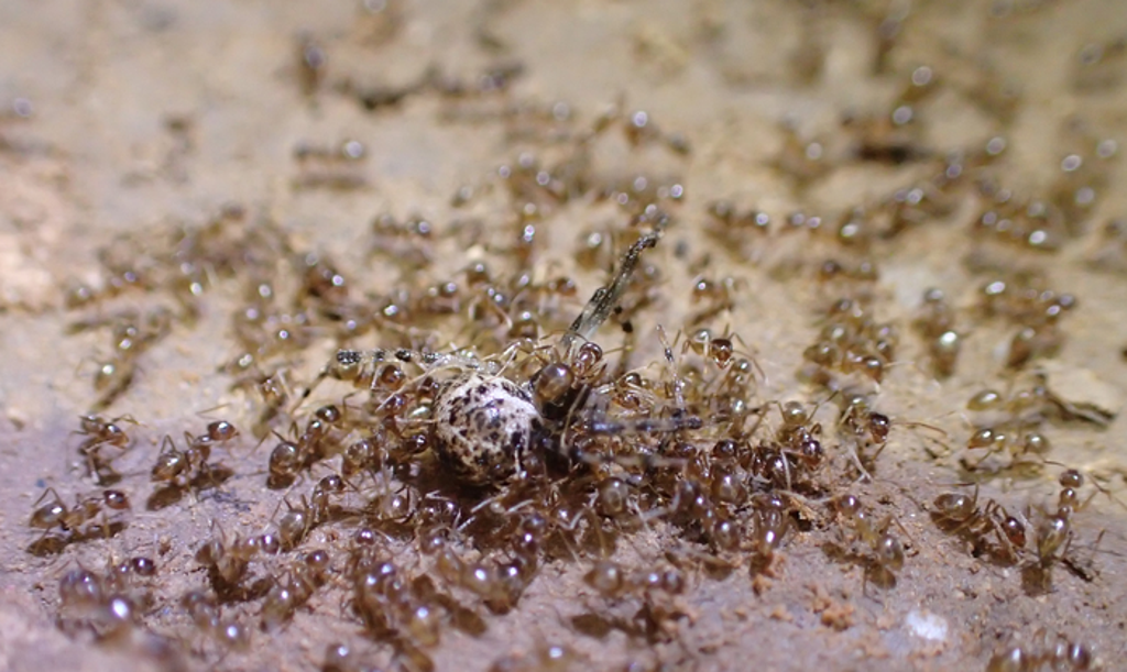 ‘crazy’-red-ants-taking-over-texas-may-soon-be-wiped-out-by-killer-fungus,-say-scientists