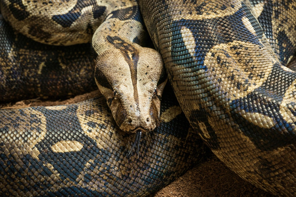 how-do-boa-constrictors-breathe-while-squeezing-their-prey?