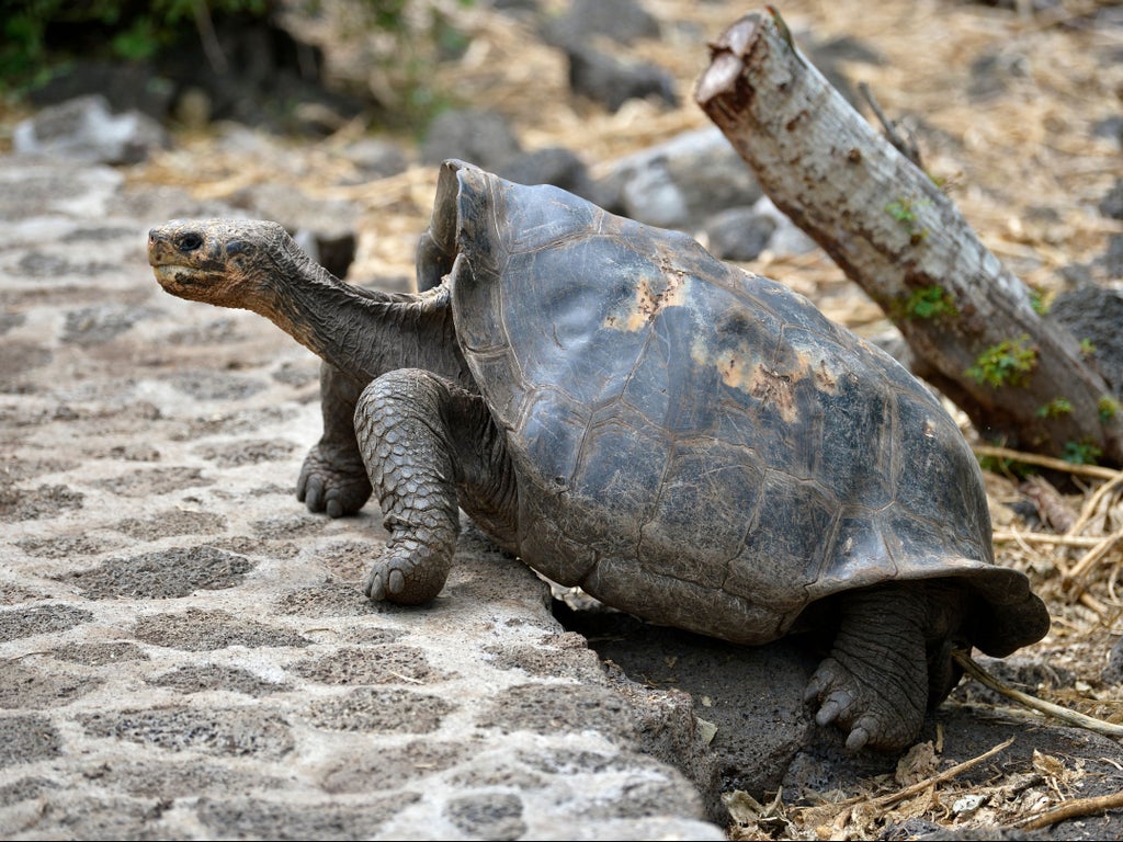 two-giant-galapagos-tortoises-bred-in-british-zoo-for-first-time-–-by-70-year-old-father