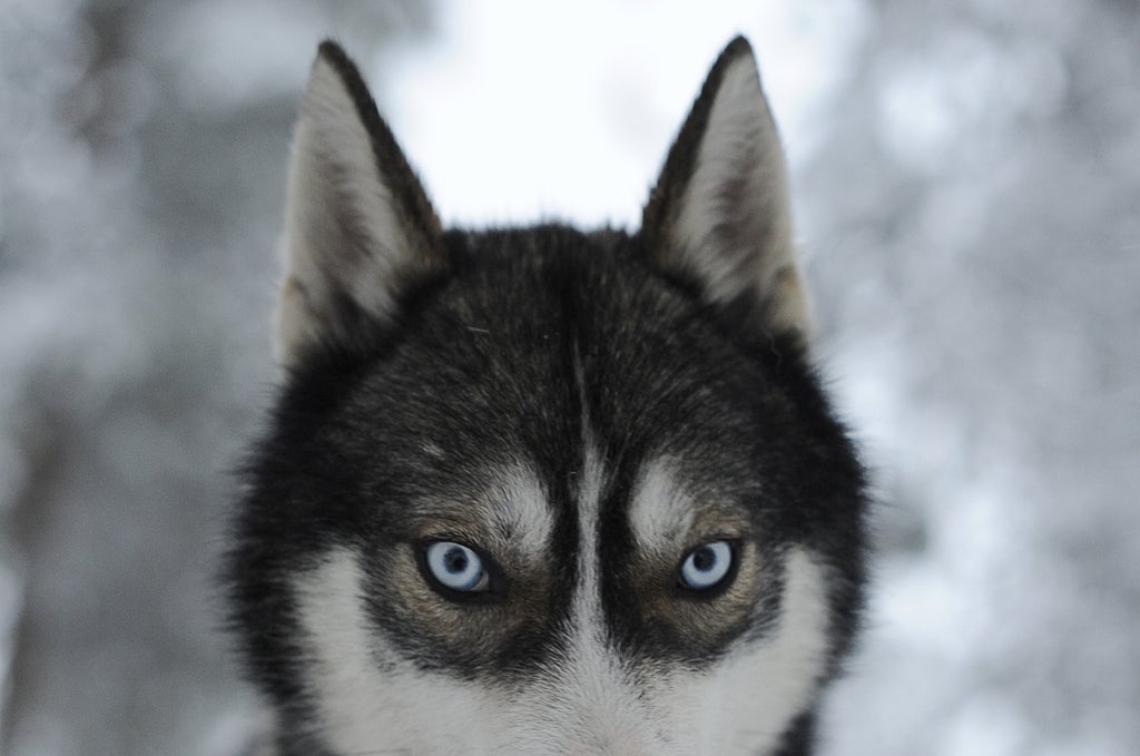 humans-selectively-bred-canines-to-give-them-irresistible-‘puppy-dog-eyes’,-scientists-say