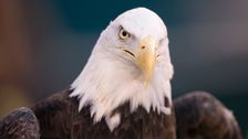 wind-energy-company-pleads-guilty-to-killing-150-eagles