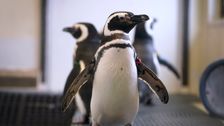 zoos-hiding-birds-as-avian-flu-spreads-in-north-america