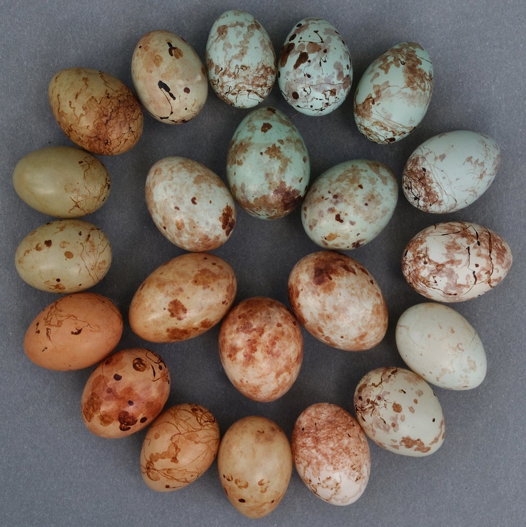 scientists-crack-egg-forging-evolutionary-puzzle