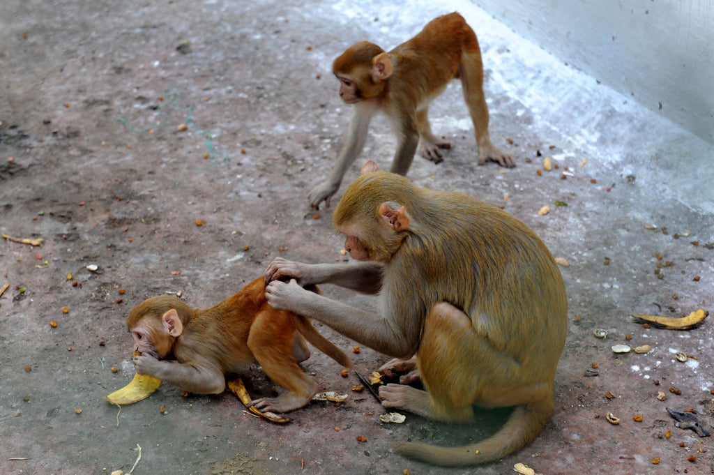 monkeys-can-sense-their-own-heartbeats-just-like-humans,-study-finds
