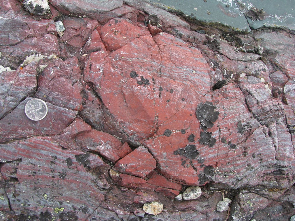 diverse-life-forms-existed-on-earth-much-earlier-than-previously-thought-–-study