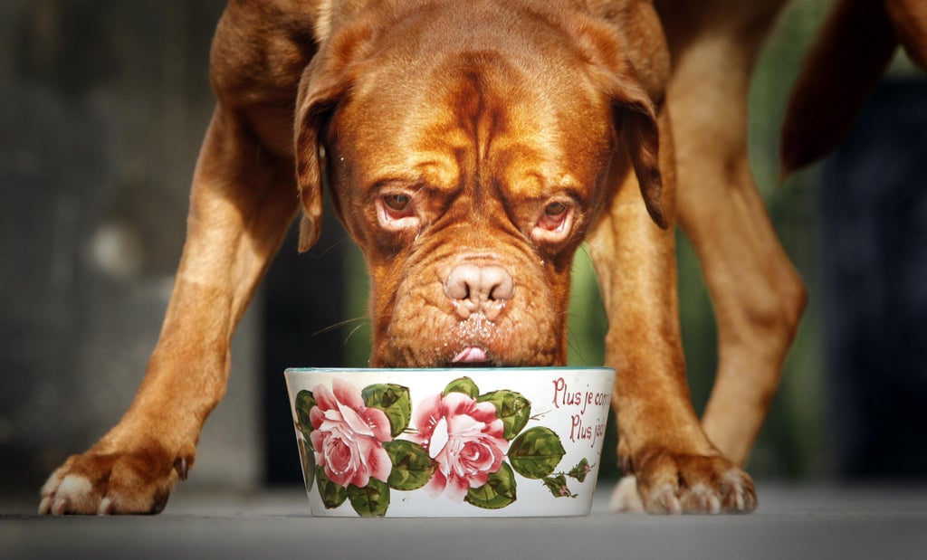 vegan-diets-may-be-linked-to-better-health-in-dogs,-study-suggests