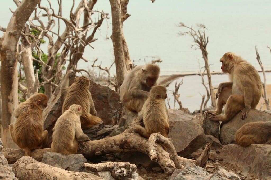 monkeys-with-more-grooming-partners-have-bigger-brain-regions-linked-to-empathy,-study-finds