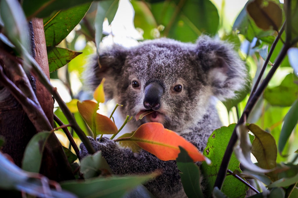 freezing-koala-sperm-‘a-crucial-step’-to-save-endangered-marsupial-from-extinction,-new-study-suggests