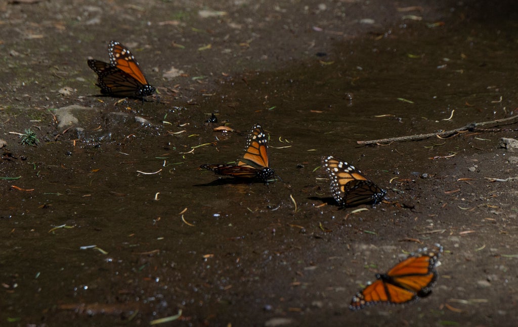 monarch-butterflies-increasingly-plagued-by-debilitating-parasite,-scientists-say