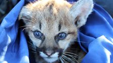 2-dead-california-mountain-lion-kittens-test-positive-for-rat-poison