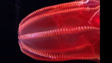 bloody-belly-comb-jelly-caught-pooping-for-the-first-time-—-and-it-sparkles!