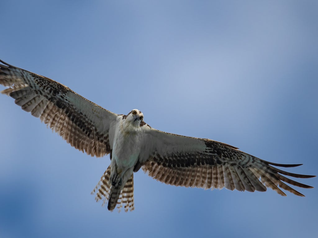 high-flyers:-why-do-birds-migrate-such-vast-distances?