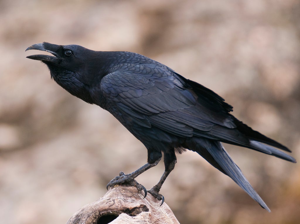 ‘brains-and-brawn’-allow-crows-and-ravens-to-thrive-almost-anywhere-in-the-world