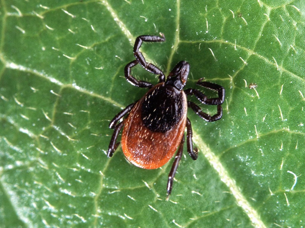 maine-man-dies-after-contracting-rare-virus-spread-by-infected-tick-bite