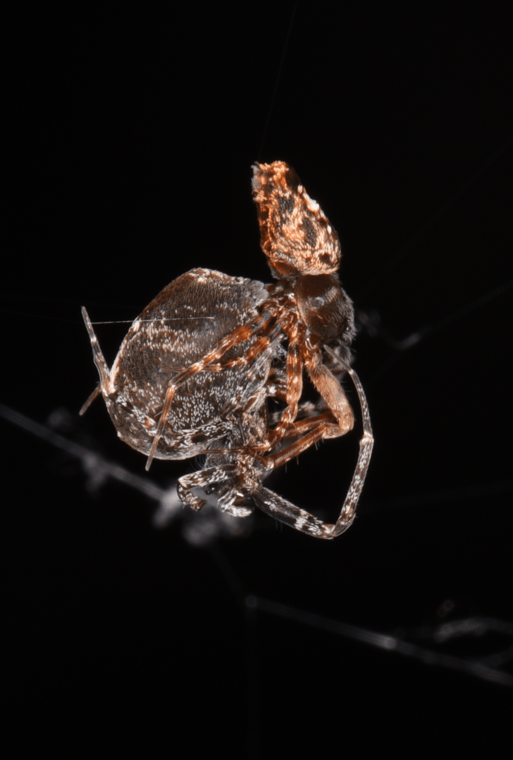 some-male-spiders-catapult-to-flee-their-mates-to-avoid-being-eaten-–-study