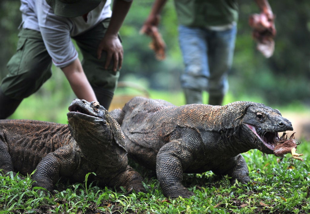 over-one-fifth-of-reptile-species-are-at-risk-of-extinction,-study-warns