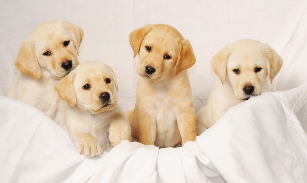 how-long-is-your-pet-dog-expected-to-live?