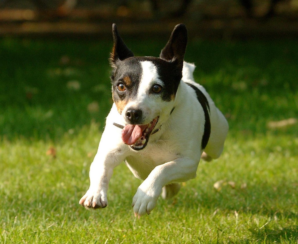 jack-russell-terriers-have-the-longest-lifespan-among-pet-dogs,-study-suggests