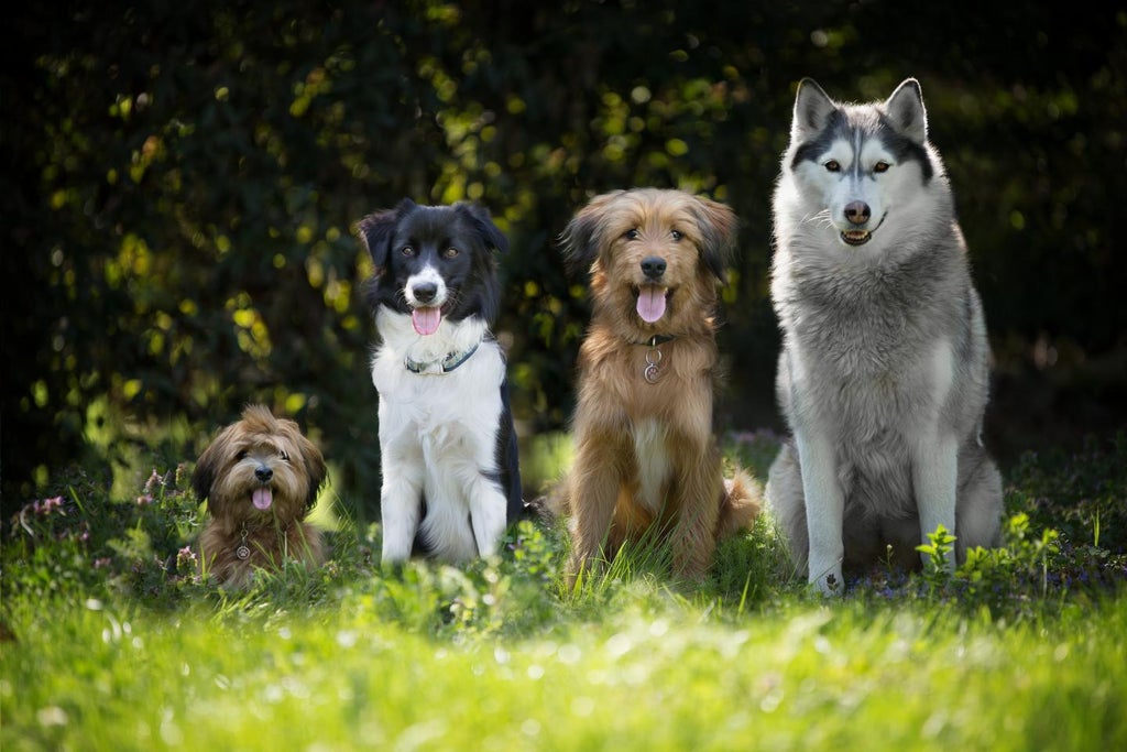 dog-breed-alone-a-poor-indicator-of-canine-behaviour,-study-suggests