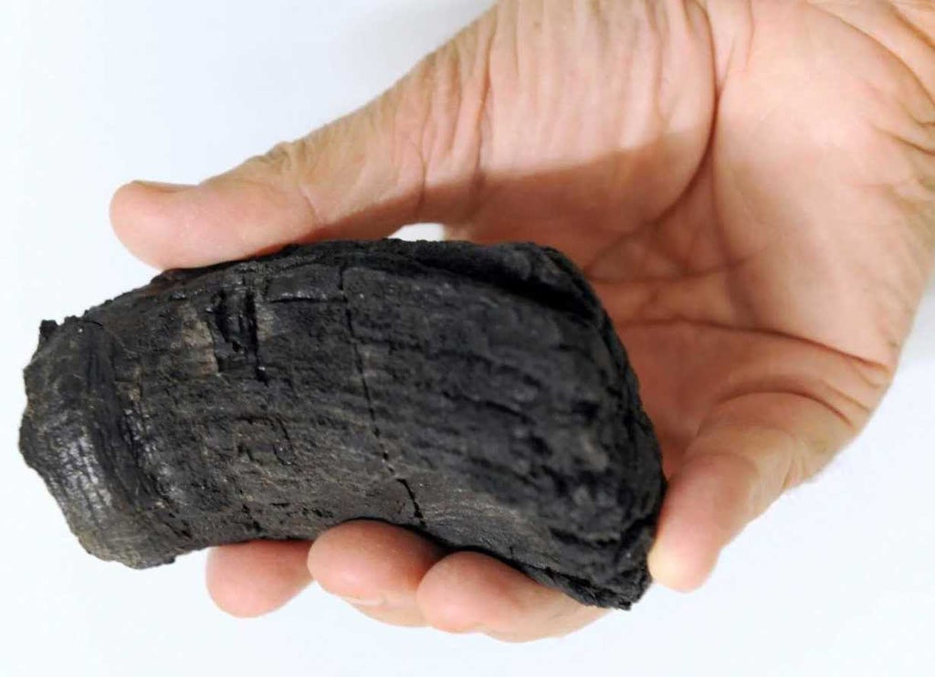 scientists-find-fossil-tooth-that-may-have-belonged-to-largest-ever-carnivorous-sea-monster