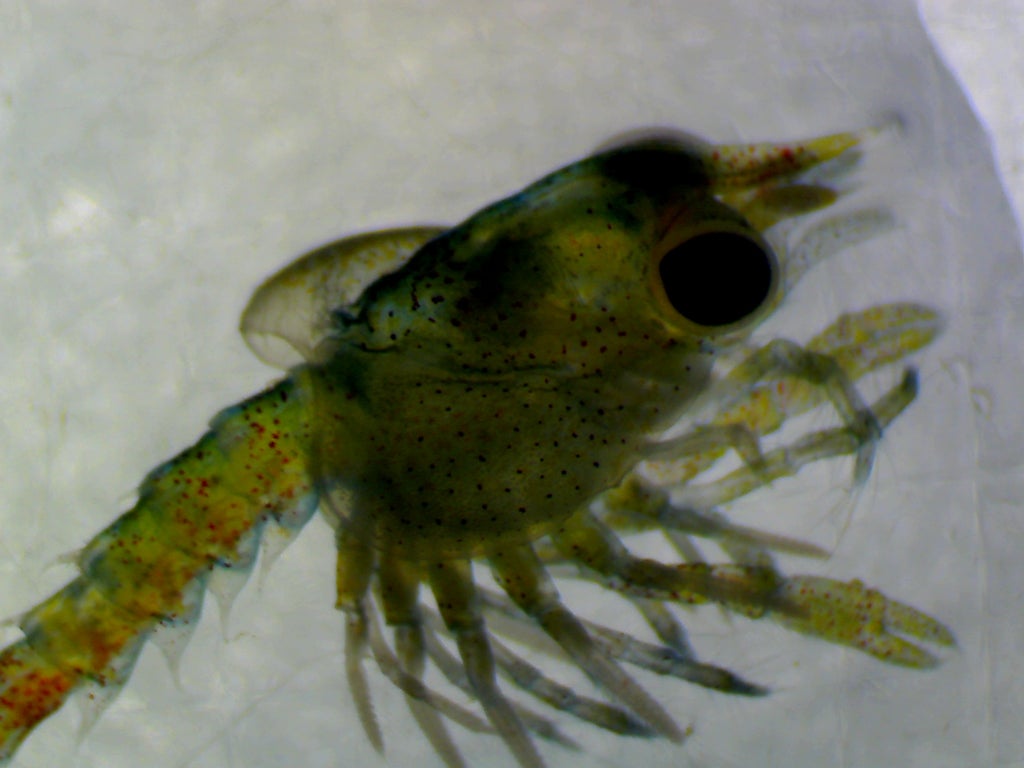 underwater-cables-linked-to-deformities-and-poor-swimming-ability-in-lobsters