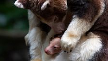 joey-to-the-world!-bronx-zoo-announces-birth-of-rare-tree-kangaroo