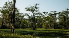 rescuing-the-massive-swamp-our-country-depends-on-but-has-mostly-forgotten