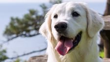 dogs’-breeds-don’t-dictate-their-personalities,-study-finds