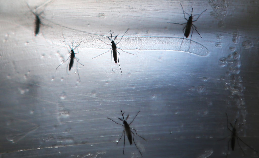 scientists-reveal-what-attracts-mosquitoes-to-humans-–-our-citrusy-smell