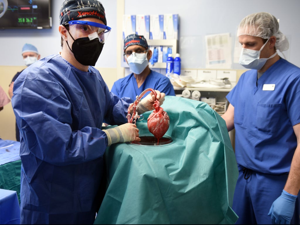 pig-heart-transplanted-into-dying-man-in-breakthrough-operation-was-infected-with-virus,-report-says