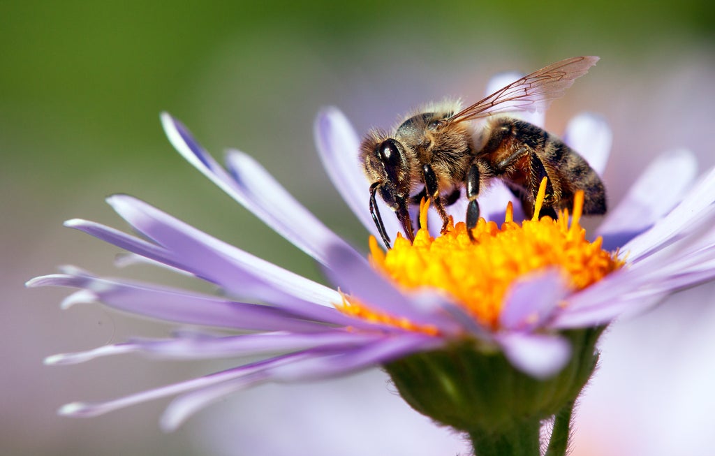 honeybees-first-non-human-animals-that-can-differentiate-between-even-and-odd-numbers,-study-finds